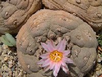 Lophophora williamsii 'decipiens' ©JLcoll.2483.jpg